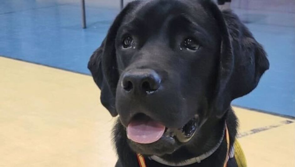 perro labrador mirada perdida