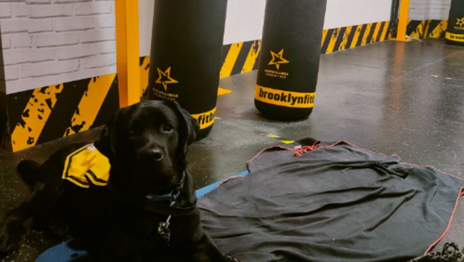 perro labrador en un centro de Brooklyn Fitboxing