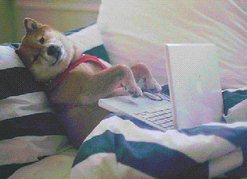 perro escribiendo en el ordenador