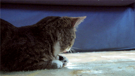 gato sorprendido