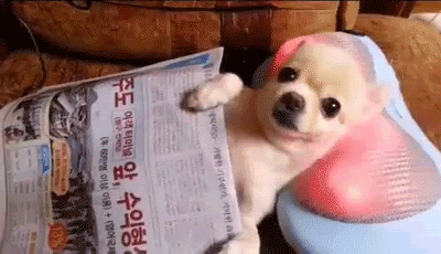 perro relajado