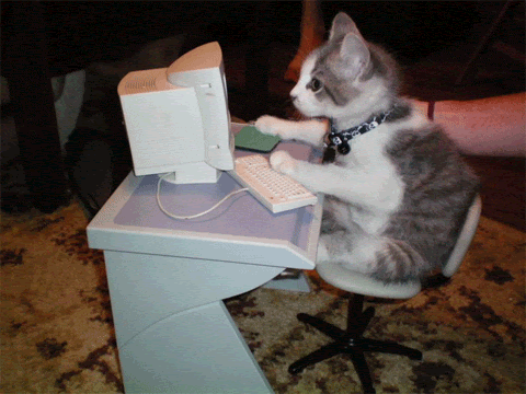 gato escribiendo 